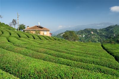 Schöner Teegarten in der Schwarzmeerregion, Rize, Türkei.